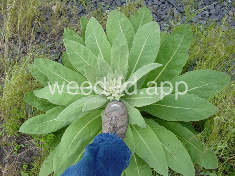 mullein, common